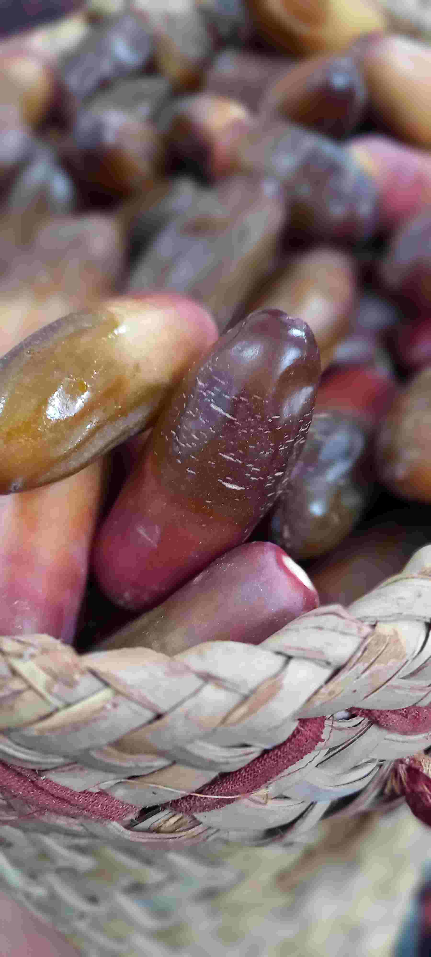 قیمت‌ ‌خرید رطب‌ ربی‌ تازه بلوچستان‌ + فروش‌ ویژه‌